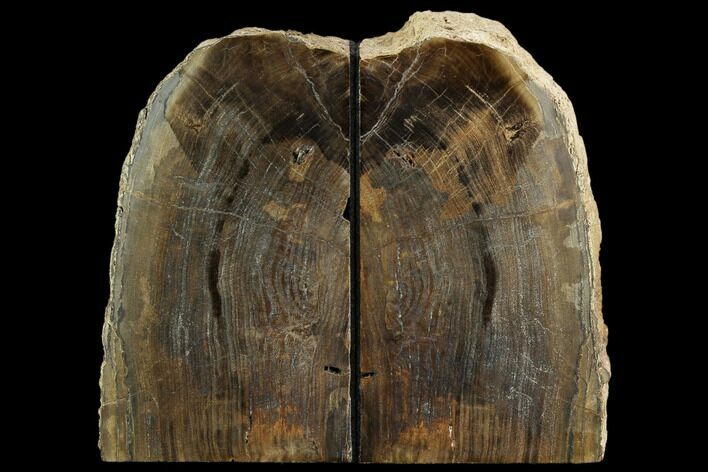 Petrified Wood Bookends - Oregon #125077